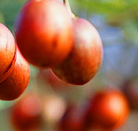 Tropical Fruit World - Holiday Jervis Bay