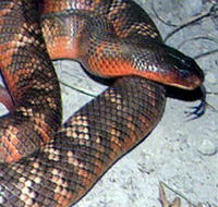 Armadale Reptile  Wildlife Centre - Holiday Jervis Bay