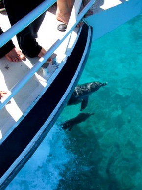 Pelican Charters - Holiday Jervis Bay 0