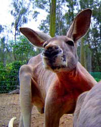 Birdland Animal Park - Holiday Jervis Bay 3