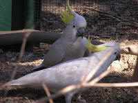Wirrimbirra Sanctuary - Holiday Jervis Bay 1