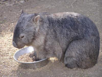 Wirrimbirra Sanctuary - Holiday Jervis Bay 2