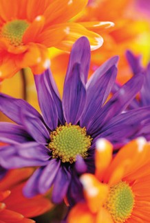 Warringal Shopping Centre - Holiday Jervis Bay 3