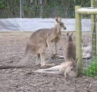 Jirrahlinga Koala  Wildlife Sanctuary - Holiday Jervis Bay