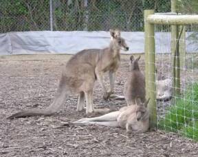 Jirrahlinga Koala & Wildlife Sanctuary - Holiday Jervis Bay 0