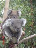 Jirrahlinga Koala & Wildlife Sanctuary - Holiday Jervis Bay 1