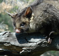 Moonlit Sanctuary Wildlife Conservation Park - Holiday Jervis Bay