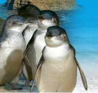 Phillip Island Penguin Parade - Holiday Jervis Bay