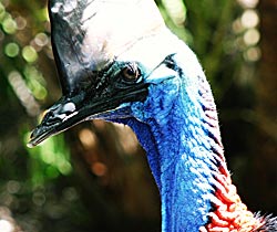 Alma Park Zoo - Holiday Jervis Bay 0