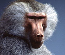 Alma Park Zoo - Holiday Jervis Bay 1