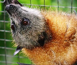 Alma Park Zoo - Holiday Jervis Bay 2