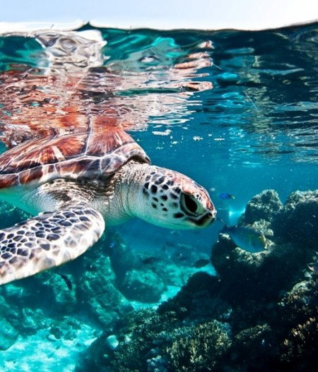 Reef HQ Great Barrier Reef Aquarium - Holiday Jervis Bay 1