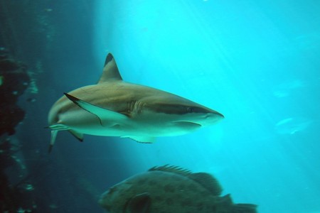 Reef HQ Great Barrier Reef Aquarium - Holiday Jervis Bay 2