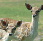 Marapana Wildlife Park - Holiday Jervis Bay