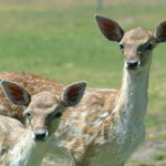 Marapana Wildlife Park - Holiday Jervis Bay 0