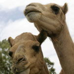 Marapana Wildlife Park - Holiday Jervis Bay 3