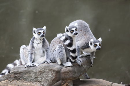 Adelaide Zoo - Holiday Jervis Bay 0