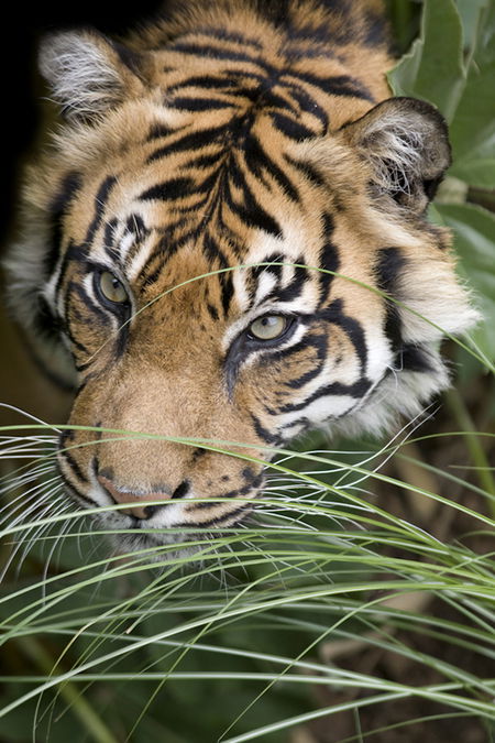 Adelaide Zoo - Holiday Jervis Bay 1