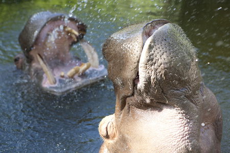 Adelaide Zoo - Holiday Jervis Bay 2