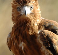 Alice Springs Desert Park - Holiday Jervis Bay