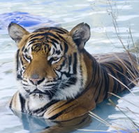 Zoo Doo Wildlife Park - Holiday Jervis Bay