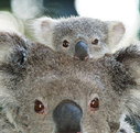 Billabong Koala and Wildlife Park - Holiday Jervis Bay