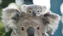 Billabong Koala And Wildlife Park - Holiday Jervis Bay 0
