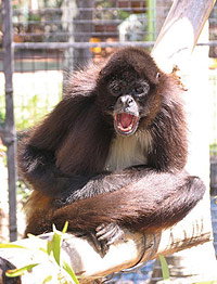 Billabong Koala And Wildlife Park - Holiday Jervis Bay 1