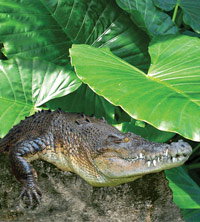 Billabong Koala And Wildlife Park - Holiday Jervis Bay 2