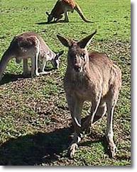 OZe Wildlife - Holiday Jervis Bay 1