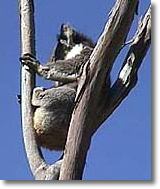 OZe Wildlife - Holiday Jervis Bay 2