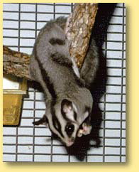 OZe Wildlife - Holiday Jervis Bay 3