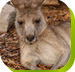 Calmsley Hill City Farm - Holiday Jervis Bay