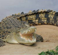 Dundee's Wildlife Park - Holiday Jervis Bay