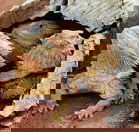 Alice Springs Reptile Centre - Holiday Jervis Bay