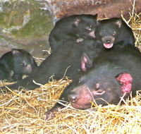 East Coast Natureworld - Holiday Jervis Bay