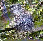 Koala Conservation Centre - Holiday Jervis Bay