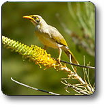 Uluru - Kata Tjuta National Park - Holiday Jervis Bay 1