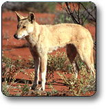 Uluru - Kata Tjuta National Park - Holiday Jervis Bay 3