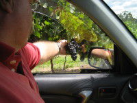 Mount Tamborine Winery & Homestead - Holiday Jervis Bay 1