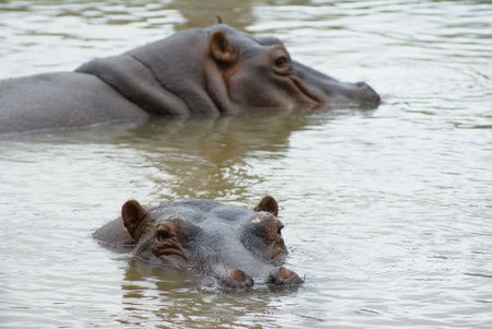 Cairns Wildlife Safari Reserve - Holiday Jervis Bay 2