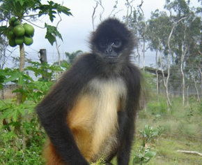 Cairns Wildlife Safari Reserve - Holiday Jervis Bay 3