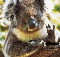 Gorge Wildlife Park - Holiday Jervis Bay