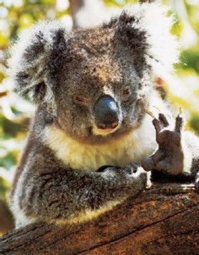 Gorge Wildlife Park - Holiday Jervis Bay 0