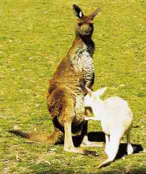 Gorge Wildlife Park - Holiday Jervis Bay 1