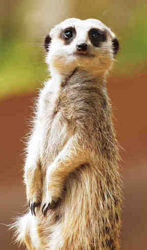 Gorge Wildlife Park - Holiday Jervis Bay 2