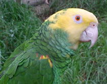 Gorge Wildlife Park - Holiday Jervis Bay 3