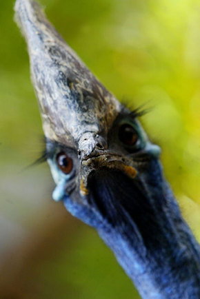 Symbio Wildlife Gardens - Holiday Jervis Bay 2