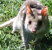 Urimbirra Wildlife Park - Holiday Jervis Bay