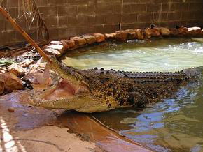 Wyndham Zoological Gardens And Crocodile Park - Holiday Jervis Bay 0